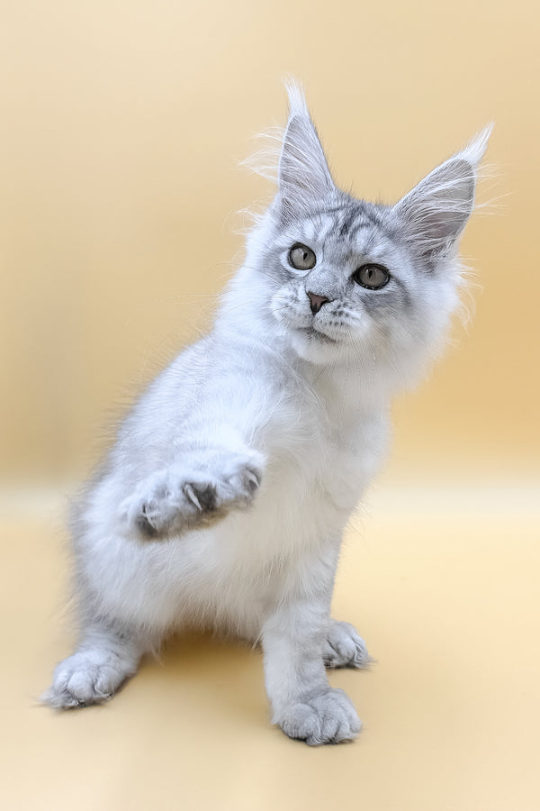 Almas | Maine Coon Kitten