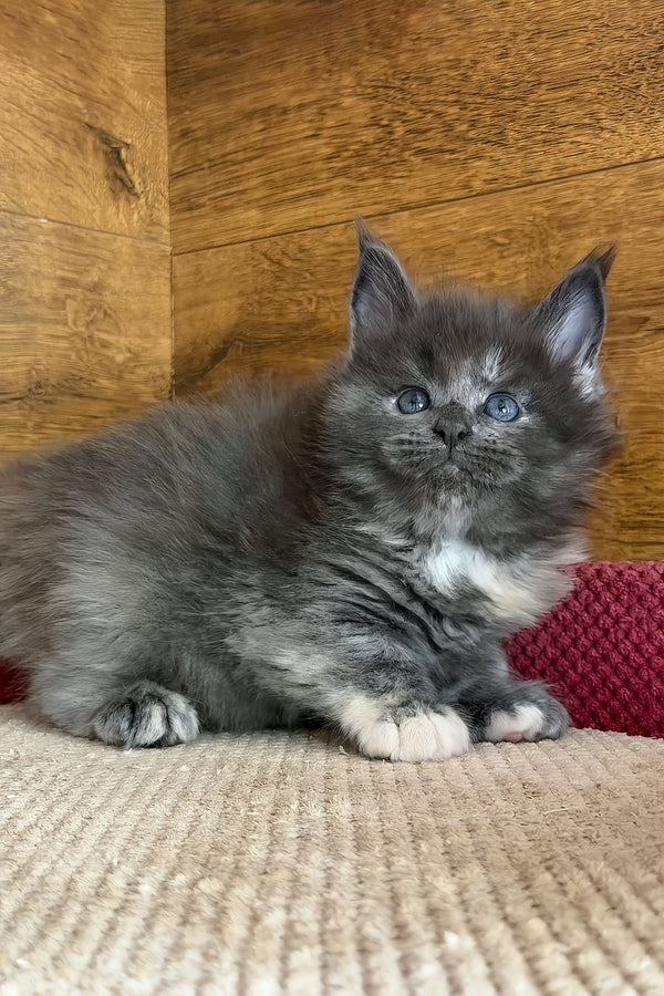 Asha | Maine Coon Kitten