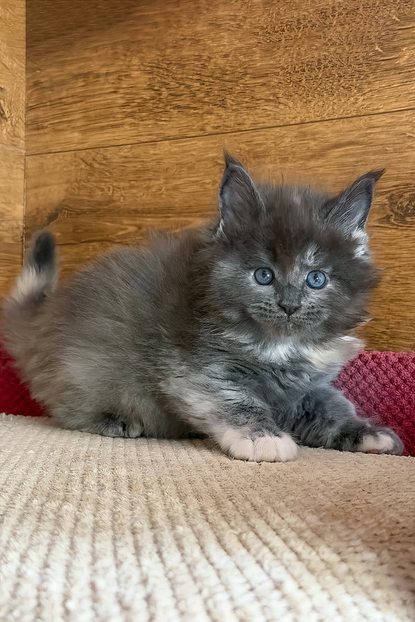 Asha | Maine Coon Kitten