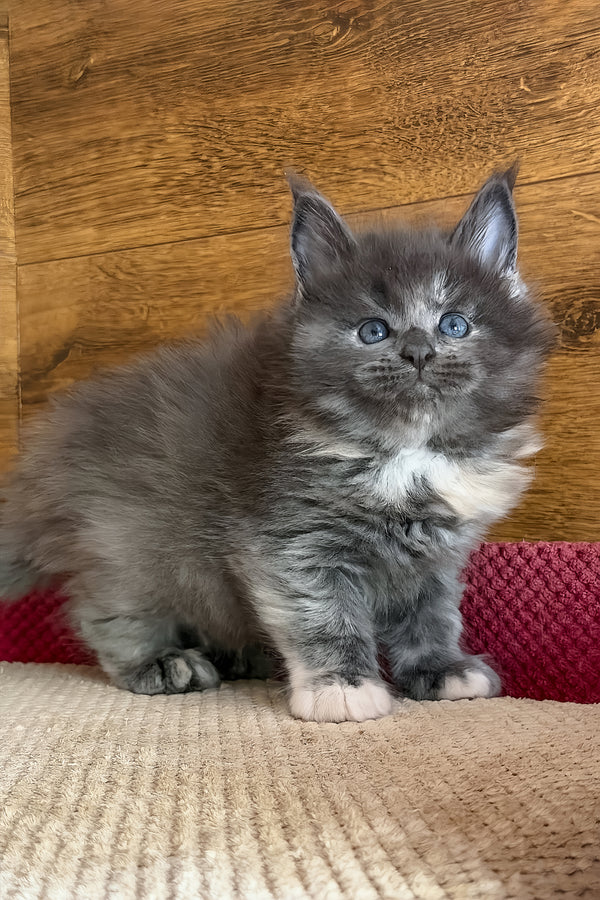 Asha | Maine Coon Kitten