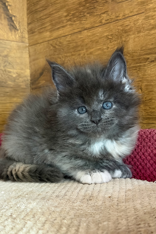 Asha | Maine Coon Kitten