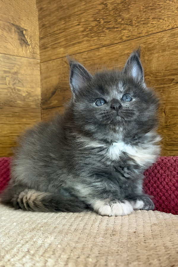 Asha | Maine Coon Kitten