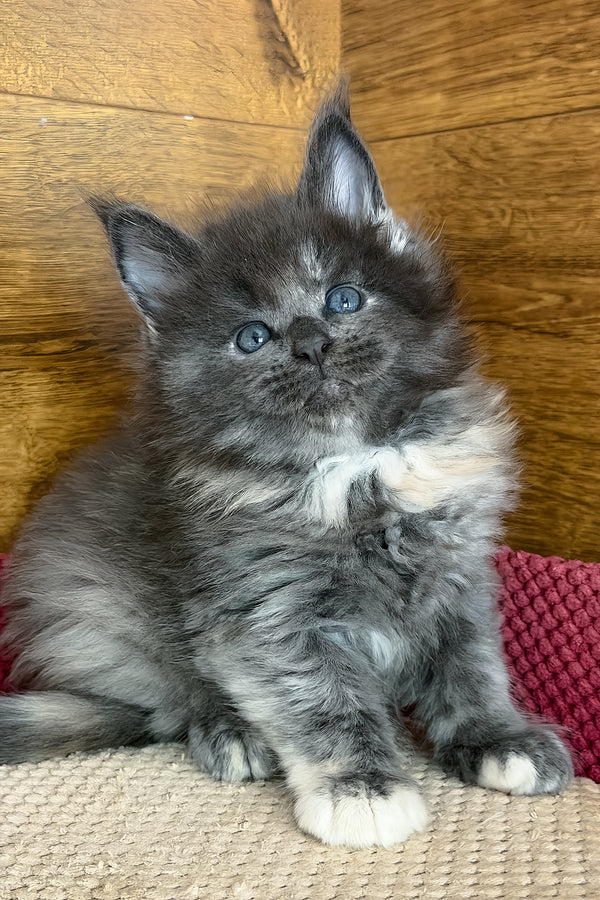 Asha | Maine Coon Kitten