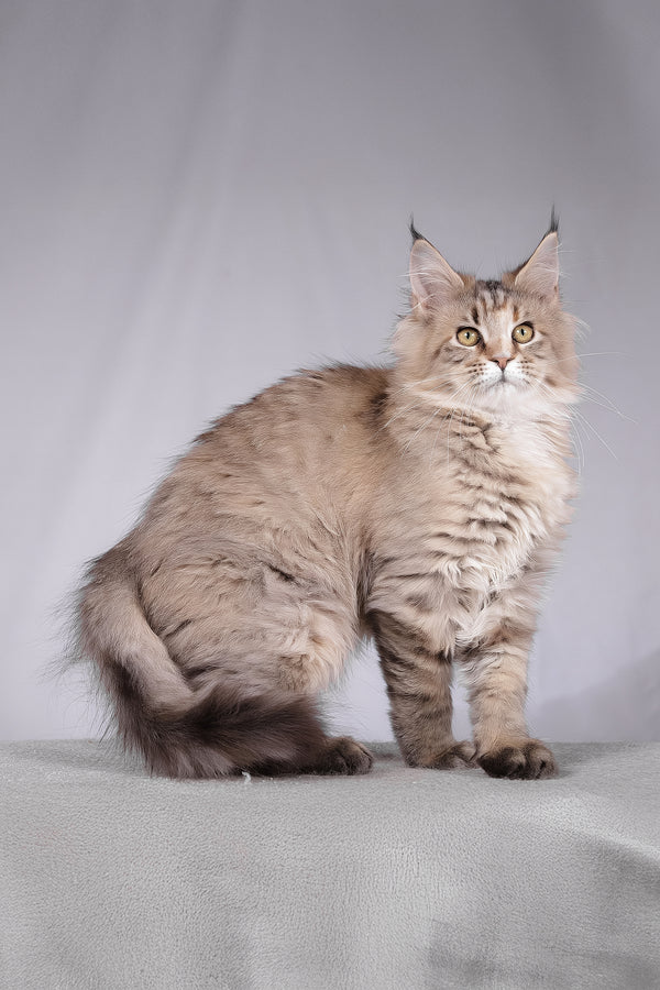 Alyson | Maine Coon Kitten