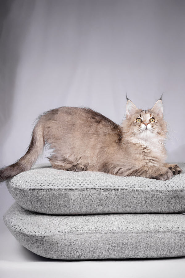 Alyson | Maine Coon Kitten