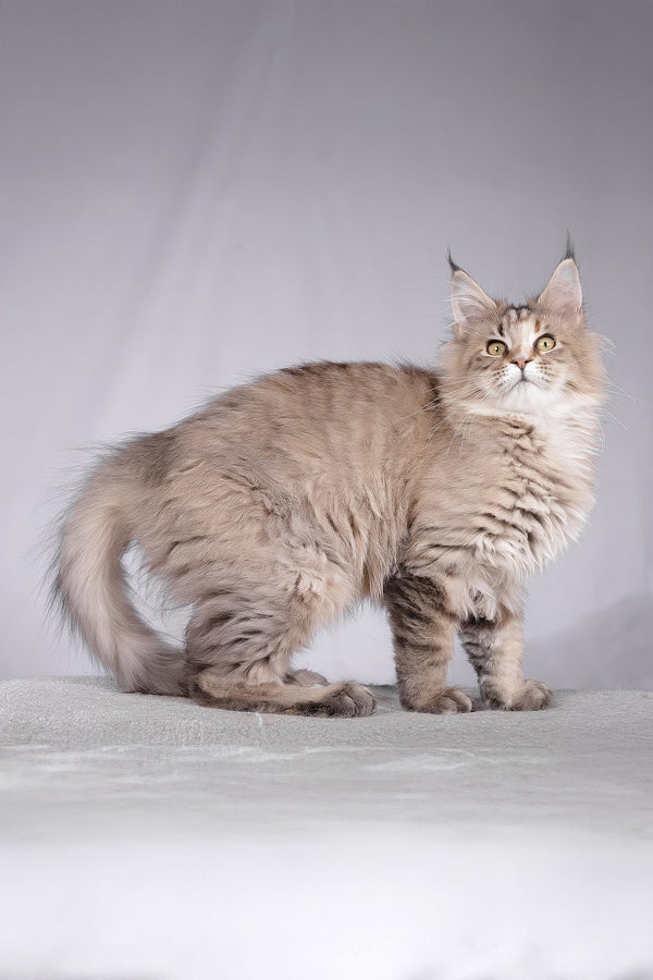 Alyson | Maine Coon Kitten