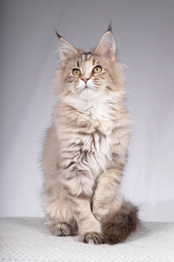 Alyson | Maine Coon Kitten
