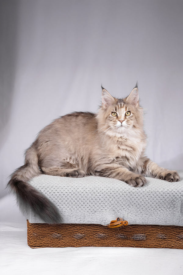 Alyson | Maine Coon Kitten