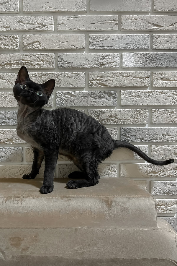 Amanda | Devon Rex Kitten