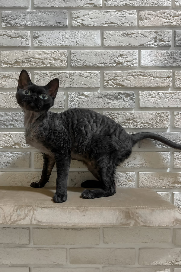 Amanda | Devon Rex Kitten