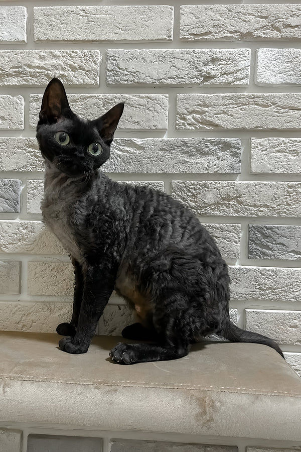 Amanda | Devon Rex Kitten