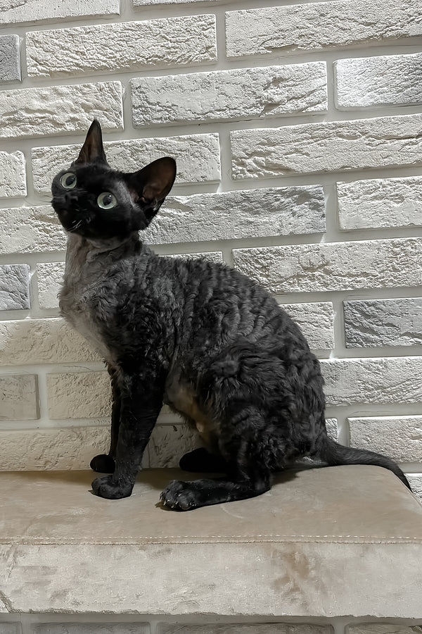 Amanda | Devon Rex Kitten