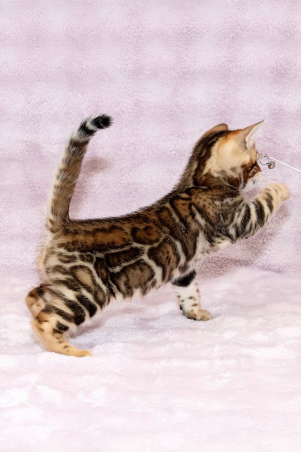 Ambassador | Bengal Kitten