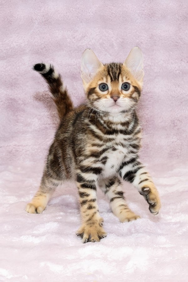 Ambassador | Bengal Kitten