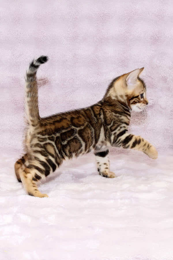 Ambassador | Bengal Kitten