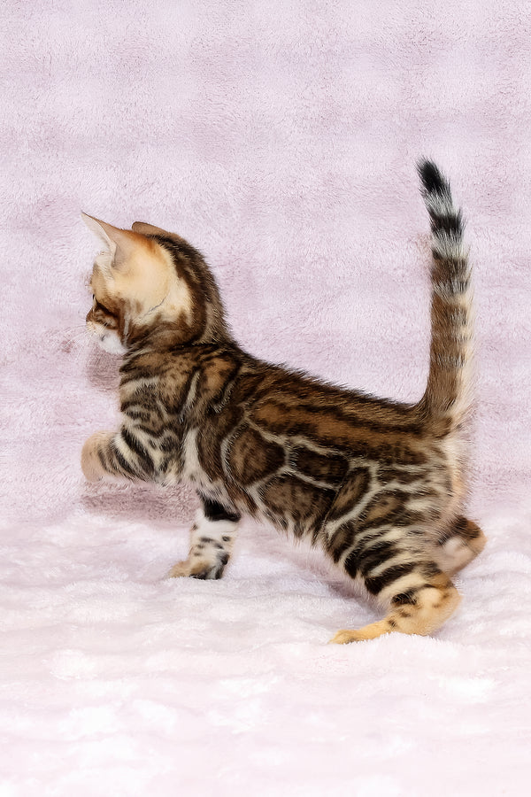 Ambassador | Bengal Kitten