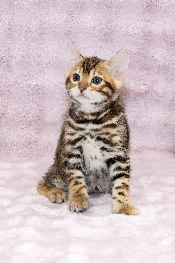 Ambassador | Bengal Kitten