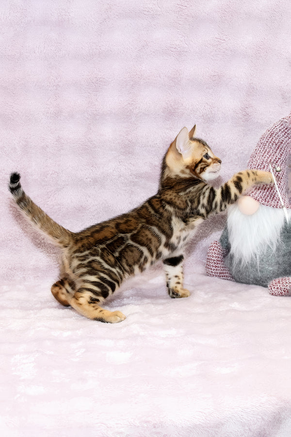 Ambassador | Bengal Kitten