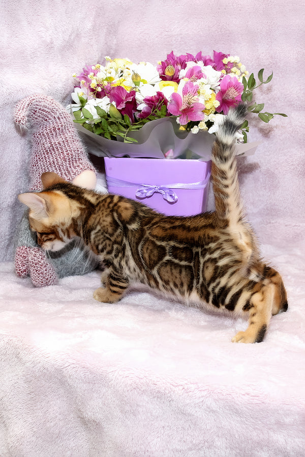 Ambassador | Bengal Kitten
