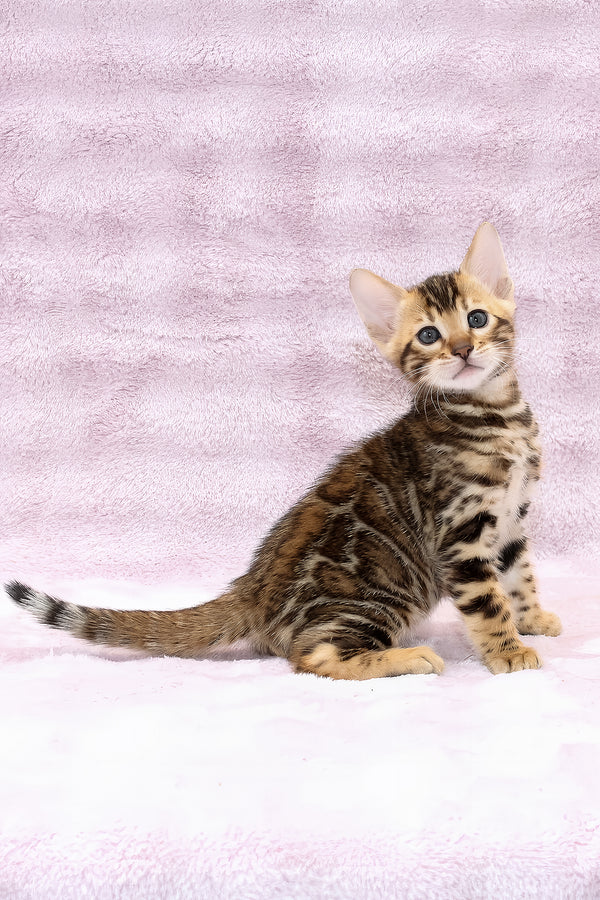 Ambassador | Bengal Kitten