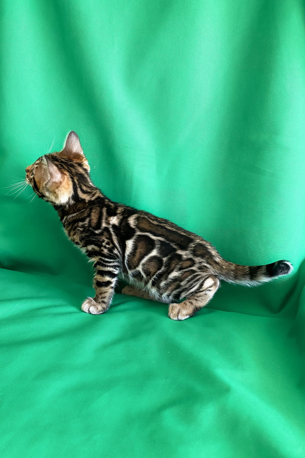 Amir | Bengal Kitten