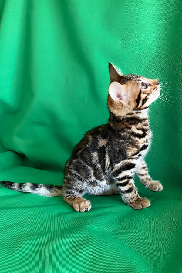 Amir | Bengal Kitten