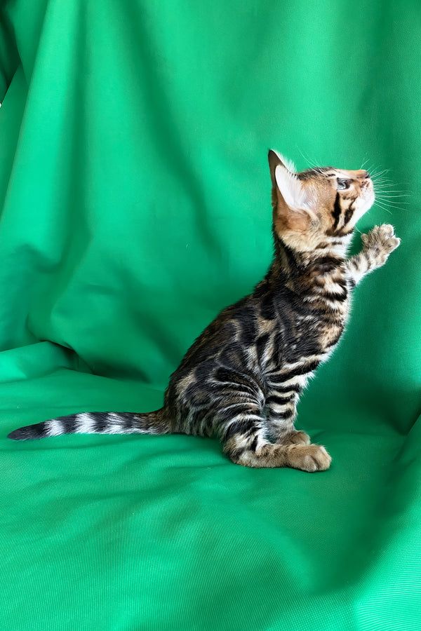 Amir | Bengal Kitten