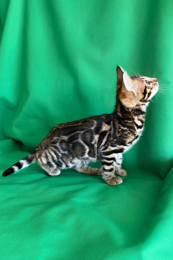 Amir | Bengal Kitten