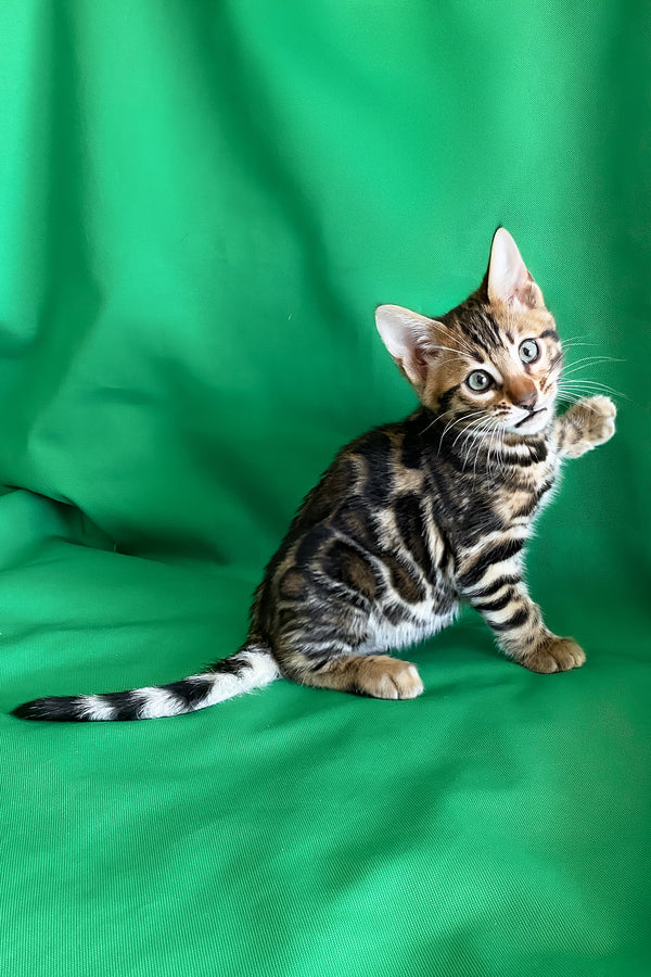Amir | Bengal Kitten