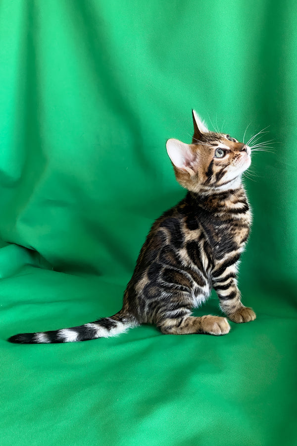 Amir | Bengal Kitten