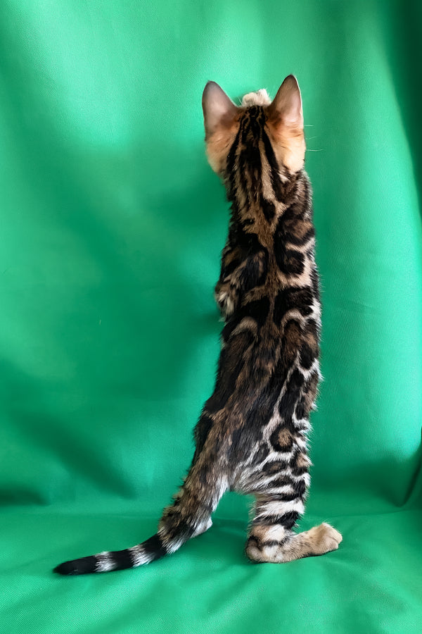 Amir | Bengal Kitten