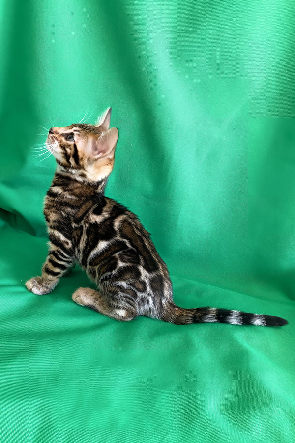 Amir | Bengal Kitten