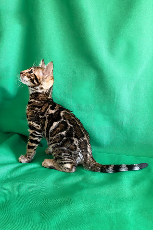 Amir | Bengal Kitten