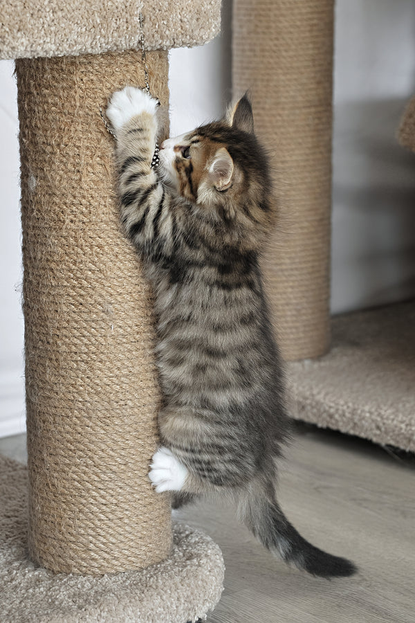 Amir | Norwegian Forest Kitten