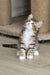Amir | Norwegian Forest Kitten