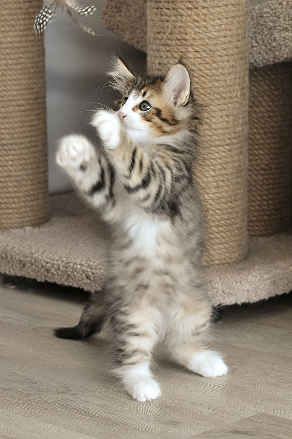 Amir | Norwegian Forest Kitten