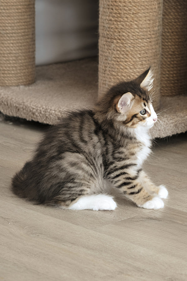 Amir | Norwegian Forest Kitten