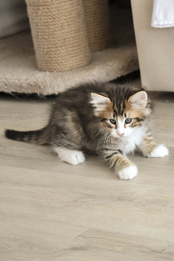 Amir | Norwegian Forest Kitten