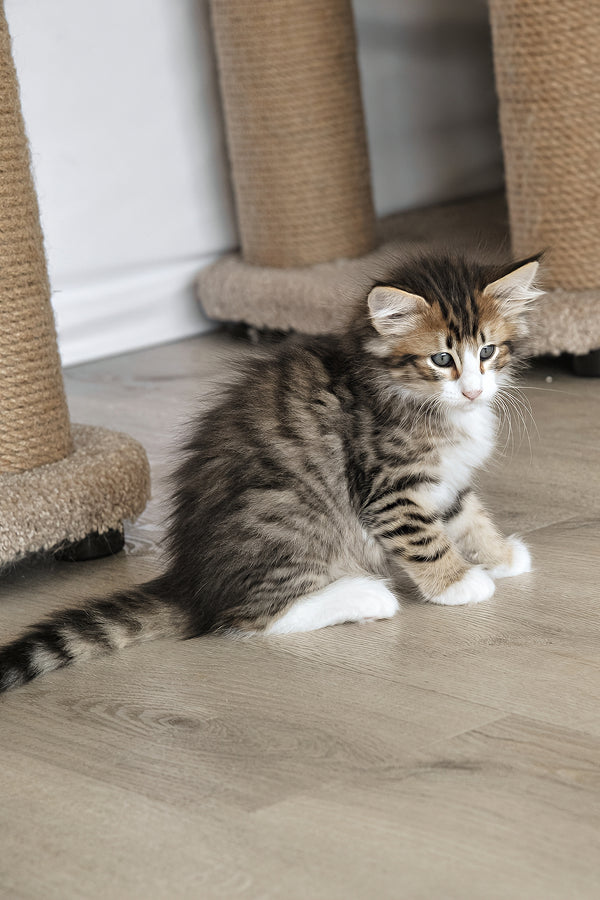 Amir | Norwegian Forest Kitten