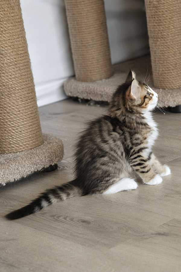 Amir | Norwegian Forest Kitten