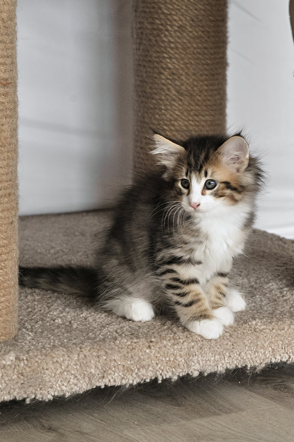 Amir | Norwegian Forest Kitten