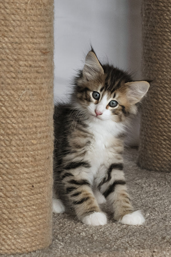 Amir | Norwegian Forest Kitten