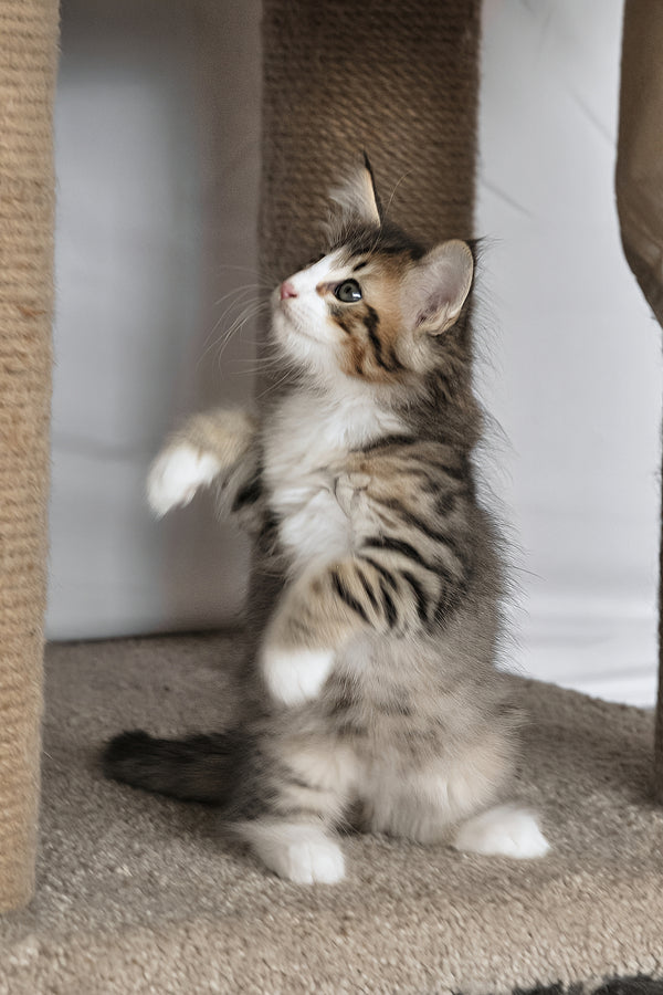 Amir | Norwegian Forest Kitten