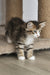 Amir | Norwegian Forest Kitten
