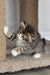 Amir | Norwegian Forest Kitten