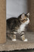 Amir | Norwegian Forest Kitten