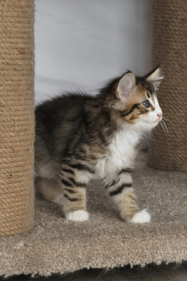Amir | Norwegian Forest Kitten