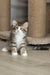 Amir | Norwegian Forest Kitten
