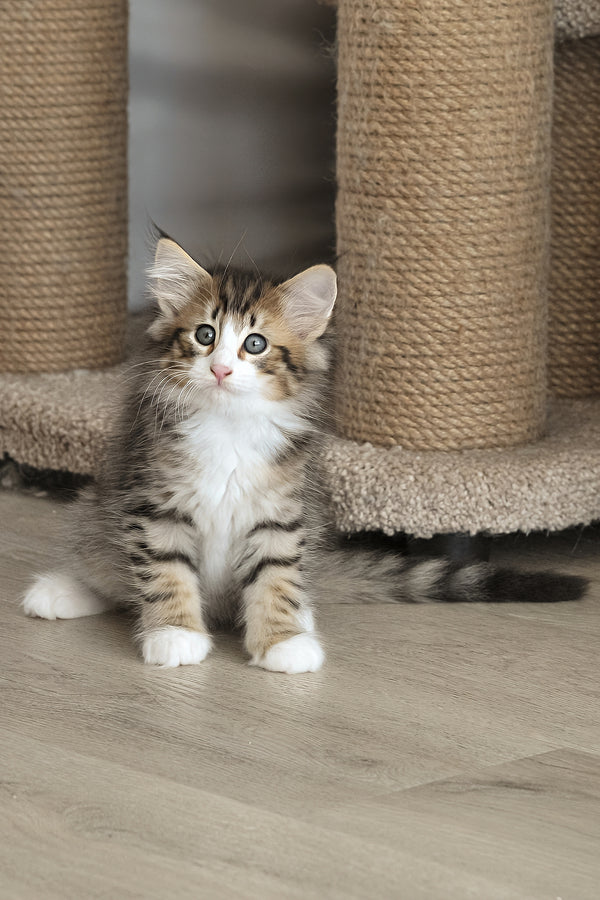 Amir | Norwegian Forest Kitten