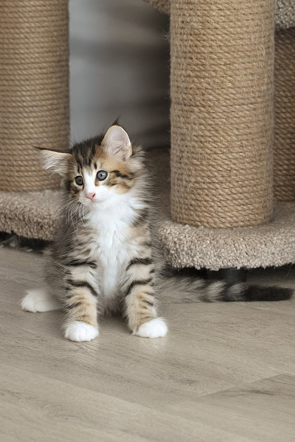 Amir | Norwegian Forest Kitten